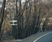 Burned trees and melted road sign by roadside